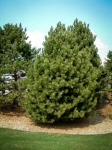 Сосна Чёрная (Pinus Nigra) купить по цене от 270.00р. в интернет-магазине «Посадика» с доставкой почтой в в Новосокольникие и по всей России – [изображение №1].