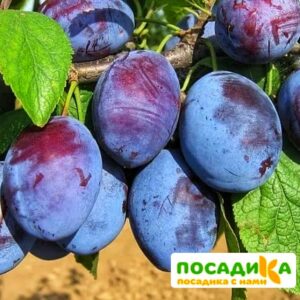 Слива Чачакская ранняя купить по цене от 229.00р. в интернет-магазине «Посадика» с доставкой почтой в в Новосокольникие и по всей России – [изображение №1].