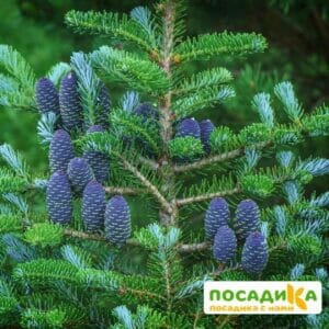 Пихта корейская (Abies koreana) купить по цене от 450.00р. в интернет-магазине «Посадика» с доставкой почтой в в Новосокольникие и по всей России – [изображение №1].