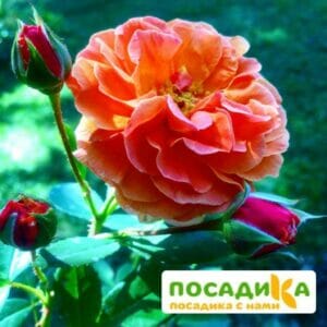 Роза Арабия купить по цене от 350.00р. в интернет-магазине «Посадика» с доставкой почтой в в Новосокольникие и по всей России – [изображение №1].