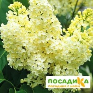 Сирень Примроуз (Primrose) купить по цене от 529.00р. в интернет-магазине «Посадика» с доставкой почтой в в Новосокольникие и по всей России – [изображение №1].