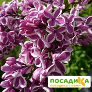 Сирень Сенсация купить по цене от 529.00р. в интернет-магазине «Посадика» с доставкой почтой в в Новосокольникие и по всей России – [изображение №1].