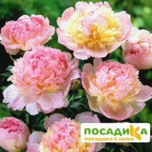 Пион Распберри Сандей (Paeonia Raspberry Sundae) купить по цене от 959р. в интернет-магазине «Посадика» с доставкой почтой в в Новосокольникие и по всей России – [изображение №1].