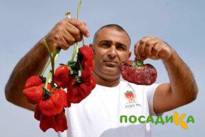 Клубника Гигант Джорнея купить по цене от 266р. в интернет-магазине «Посадика» с доставкой почтой в в Новосокольникие и по всей России – [изображение №1].
