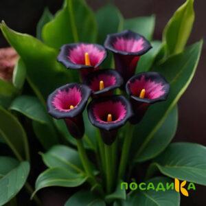 Калла Аура Лейс купить по цене от 400р. в интернет-магазине «Посадика» с доставкой почтой в в Новосокольникие и по всей России – [изображение №1].