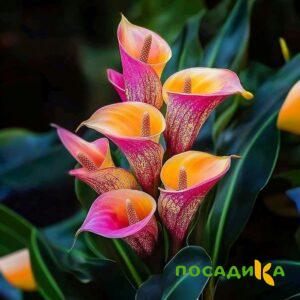 Калла Оникс купить по цене от 450р. в интернет-магазине «Посадика» с доставкой почтой в в Новосокольникие и по всей России – [изображение №1].