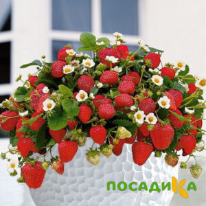 Клубника Рубиновый Шепот (горшечная) купить по цене от 240р. в интернет-магазине «Посадика» с доставкой почтой в в Новосокольникие и по всей России – [изображение №1].