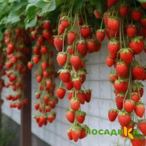 Клубника вьющаяся Комплимент купить по цене от 470р. в интернет-магазине «Посадика» с доставкой почтой в в Новосокольникие и по всей России – [изображение №1].