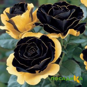 Роза Ханни Сикл купить по цене от 700р. в интернет-магазине «Посадика» с доставкой почтой в в Новосокольникие и по всей России – [изображение №1].