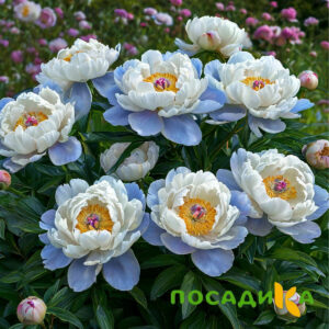 Пион акварельный Этюд купить по цене от 806р. в интернет-магазине «Посадика» с доставкой почтой в в Новосокольникие и по всей России – [изображение №1].