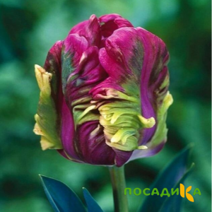 Тюльпан Экзотик Хэвен купить по цене от 186р. в интернет-магазине «Посадика» с доставкой почтой в в Новосокольникие и по всей России – [изображение №1].