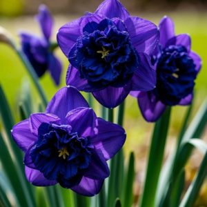 Нарцисс Арт Нуво купить по цене от 378р. в интернет-магазине «Посадика» с доставкой почтой в в Новосокольникие и по всей России – [изображение №1].