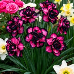 Нарцисс Золотая Корона купить по цене от 2000р. в интернет-магазине «Посадика» с доставкой почтой в в Новосокольникие и по всей России – [изображение №1].